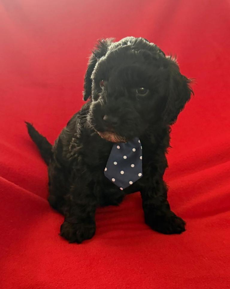 Puppies for sale