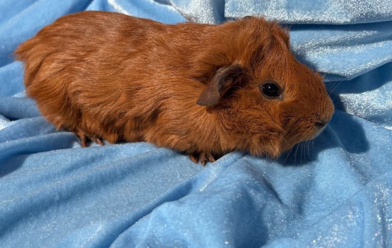 Guinea pigs x2 boys