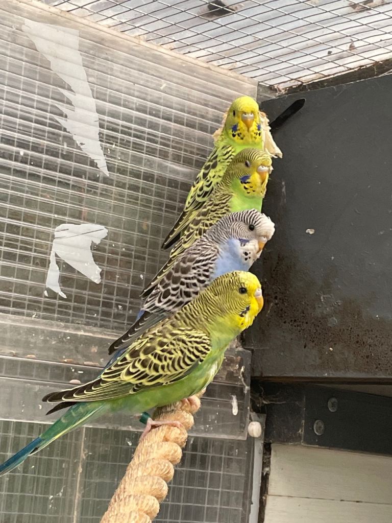 Budgies 2026
