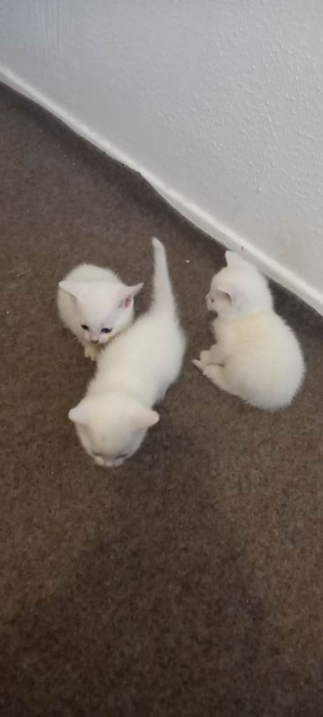 Lovely white kittens 