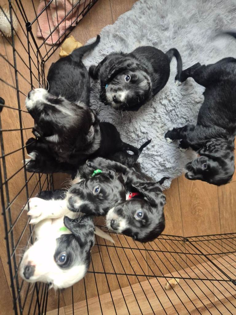 Adorable Cocker spaniel puppies 