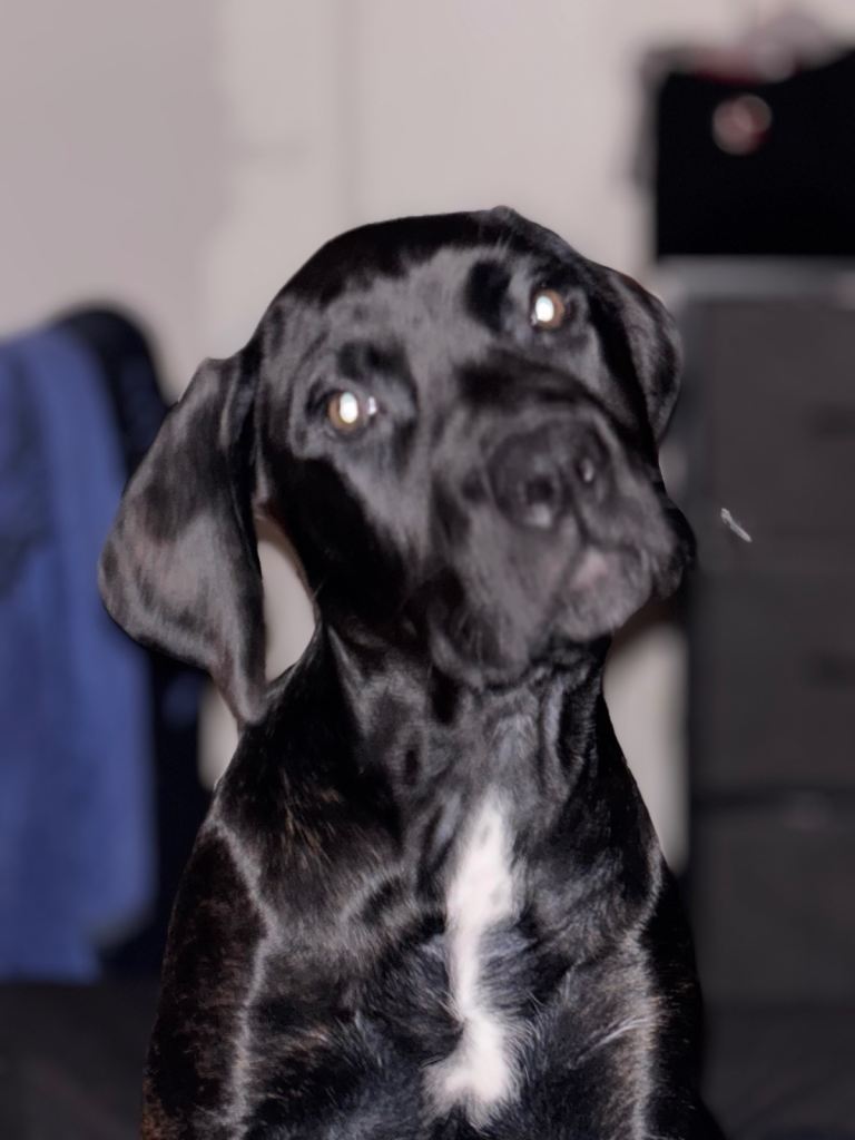 Cane corso female puppy