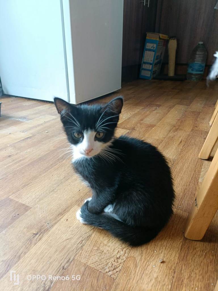 1 playful kitten left looking for a loving home