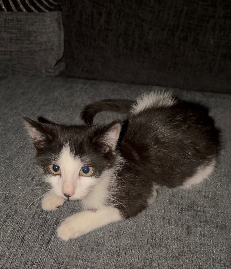 14 week kitten for sale