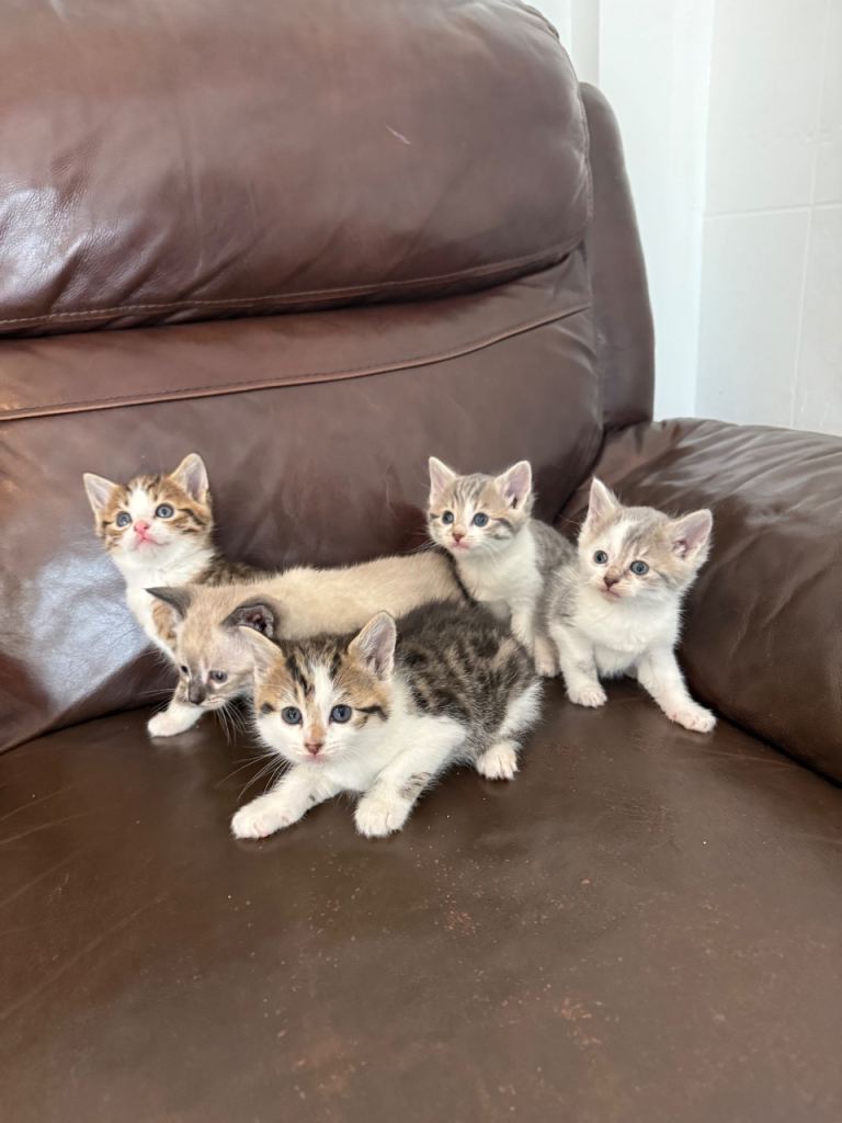 Adorable Bengal Kittens – 7 Weeks Old | 3 Girls & 2 Boys | Ready in 1 Week