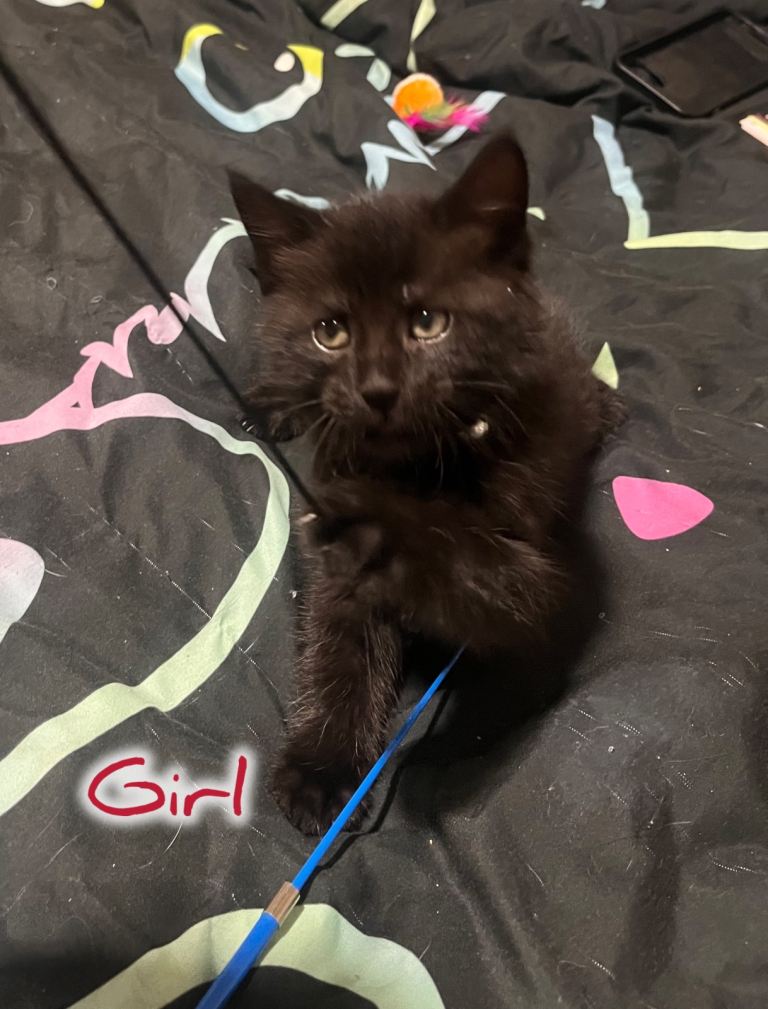 Double coated black tabby 