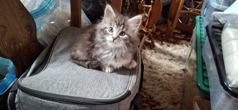 Male maine coon kitten