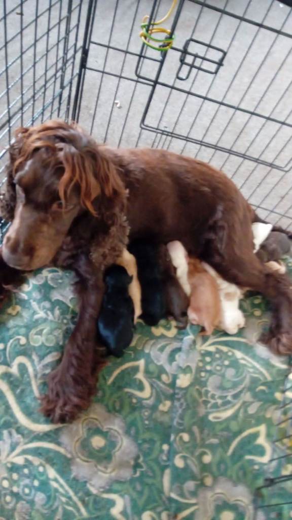 Cockerspaniel
