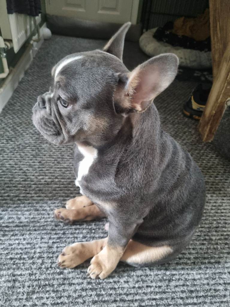 French/english bulldog puppy