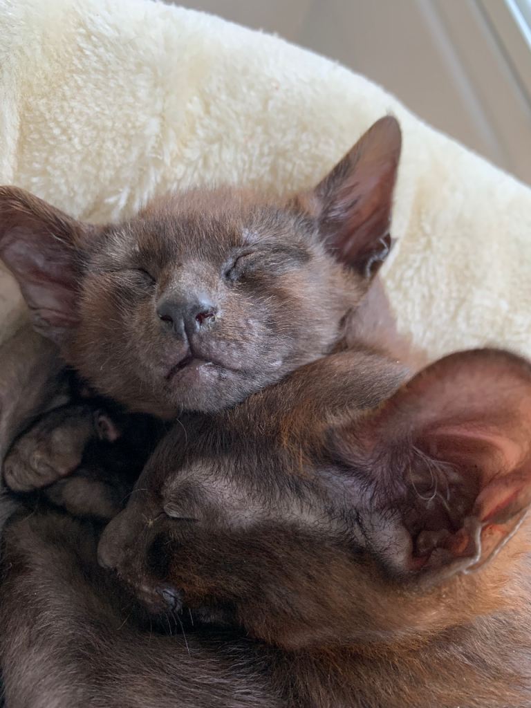 Half Siamese Oriental girl kitten