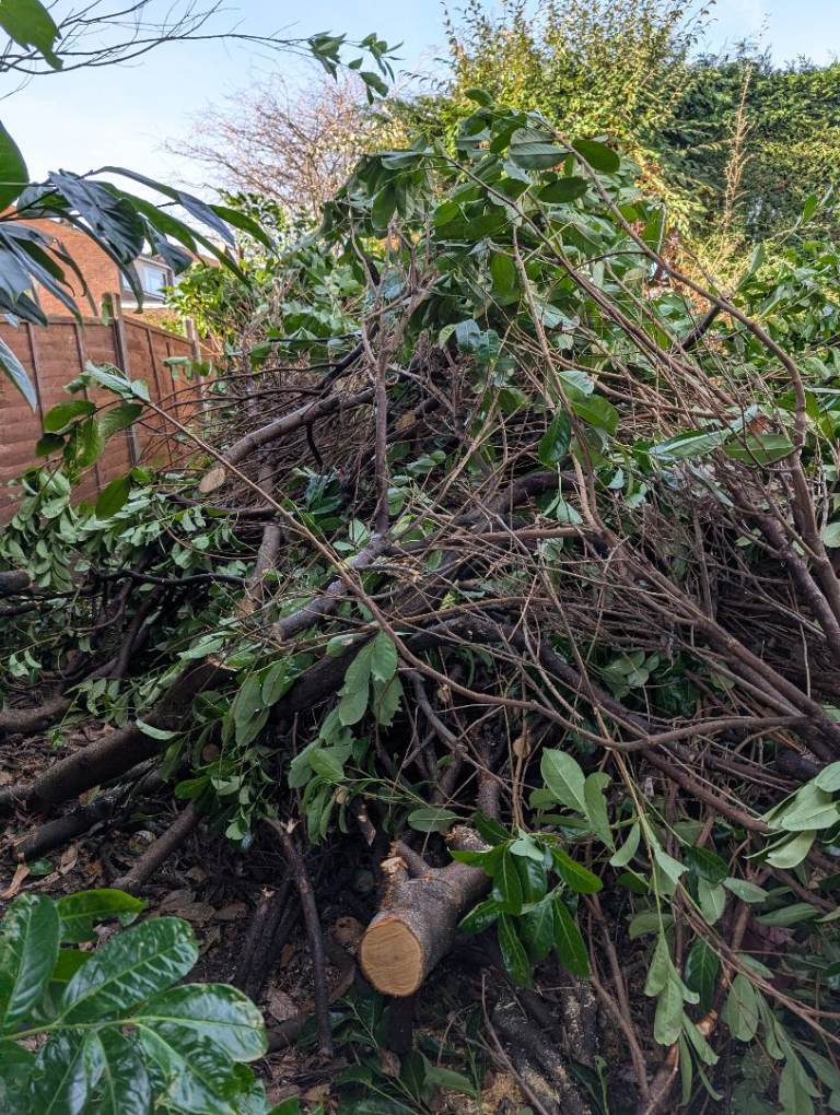 Free wood - Large amount of branches and bush