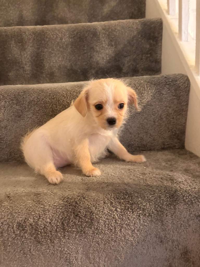 Adorable Puppies Ready for Forever Homes in Holmes Chapel