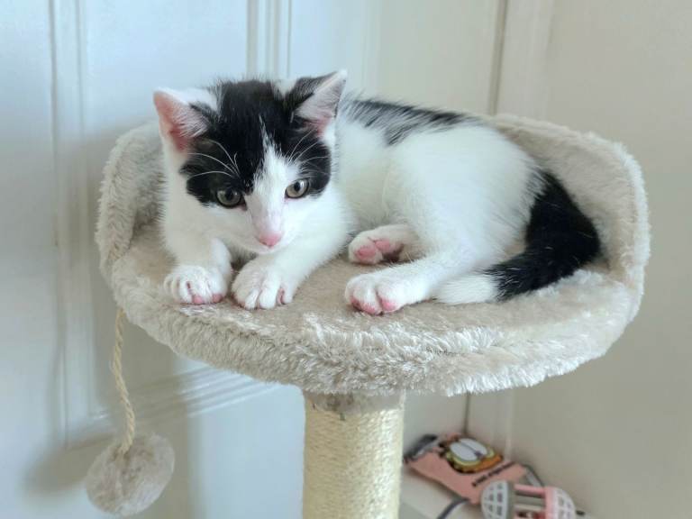 White Kitten Female with All Accessories