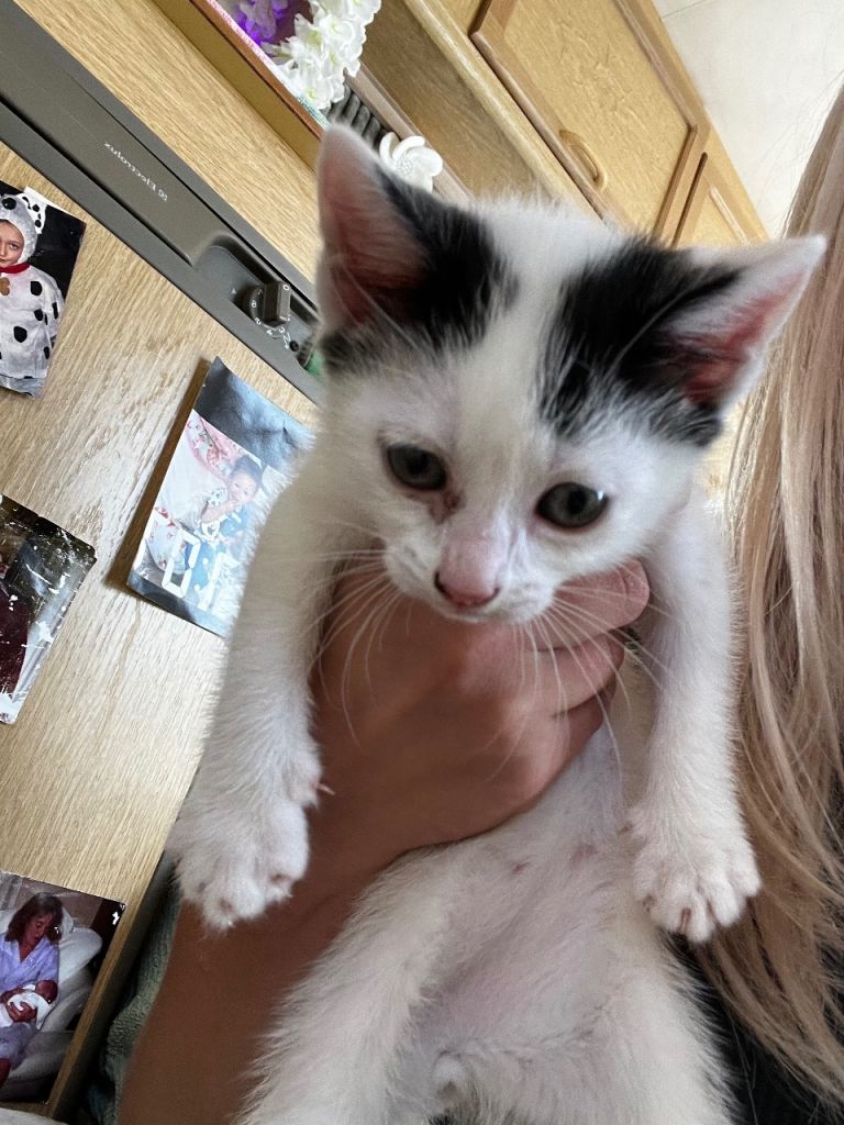 Kittens 