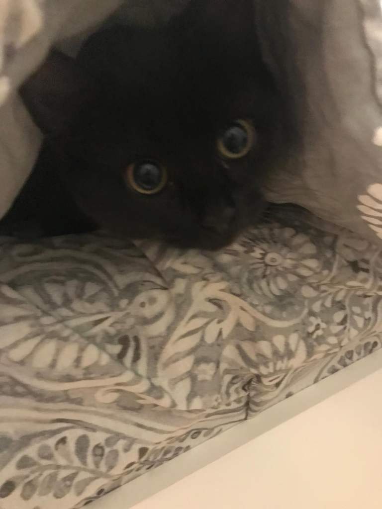 Female cat 