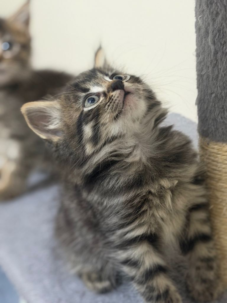2 kittens 