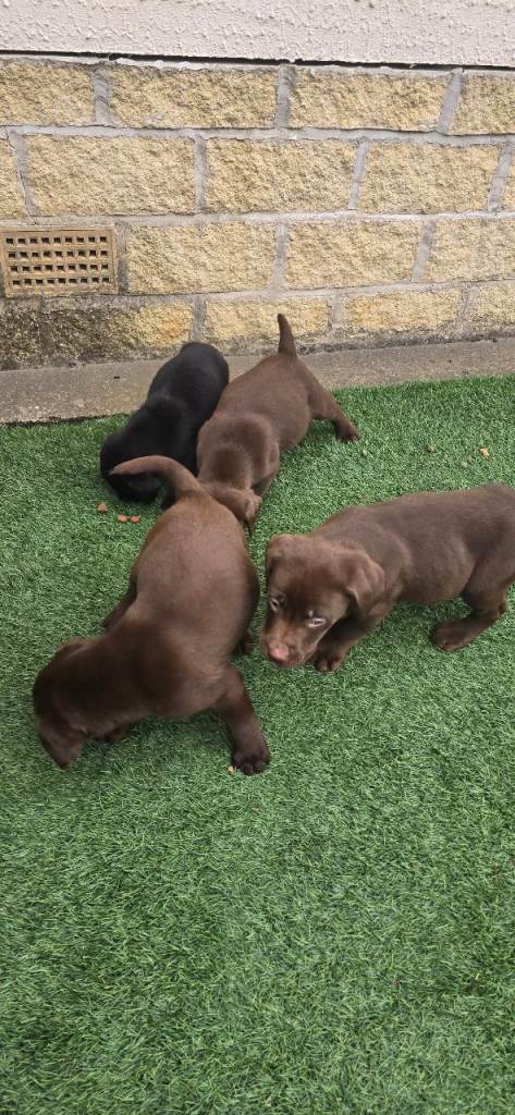 Chocolate labrador puppies 