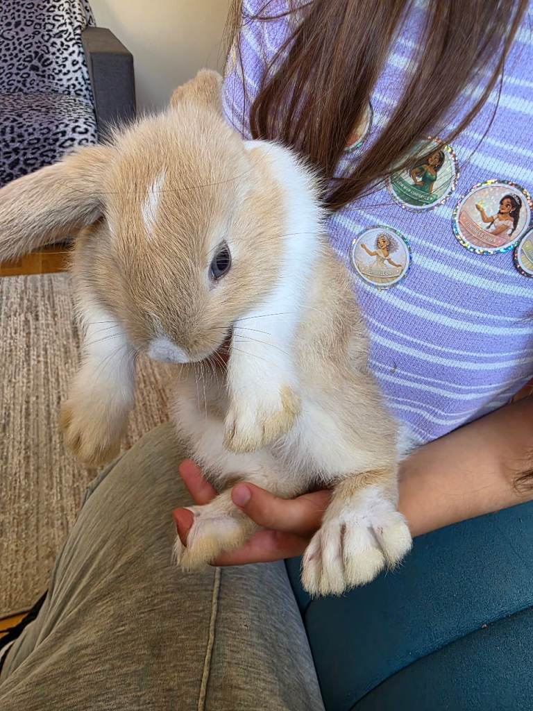 Bunnies 