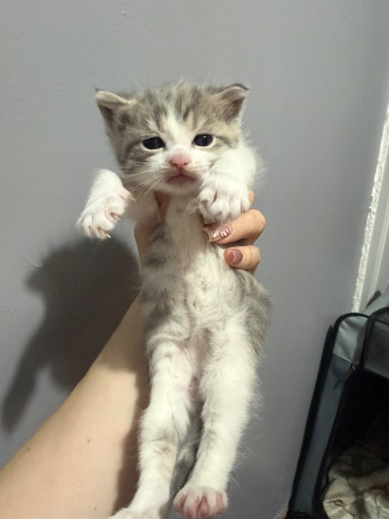 Grey and white female tabby kitten 