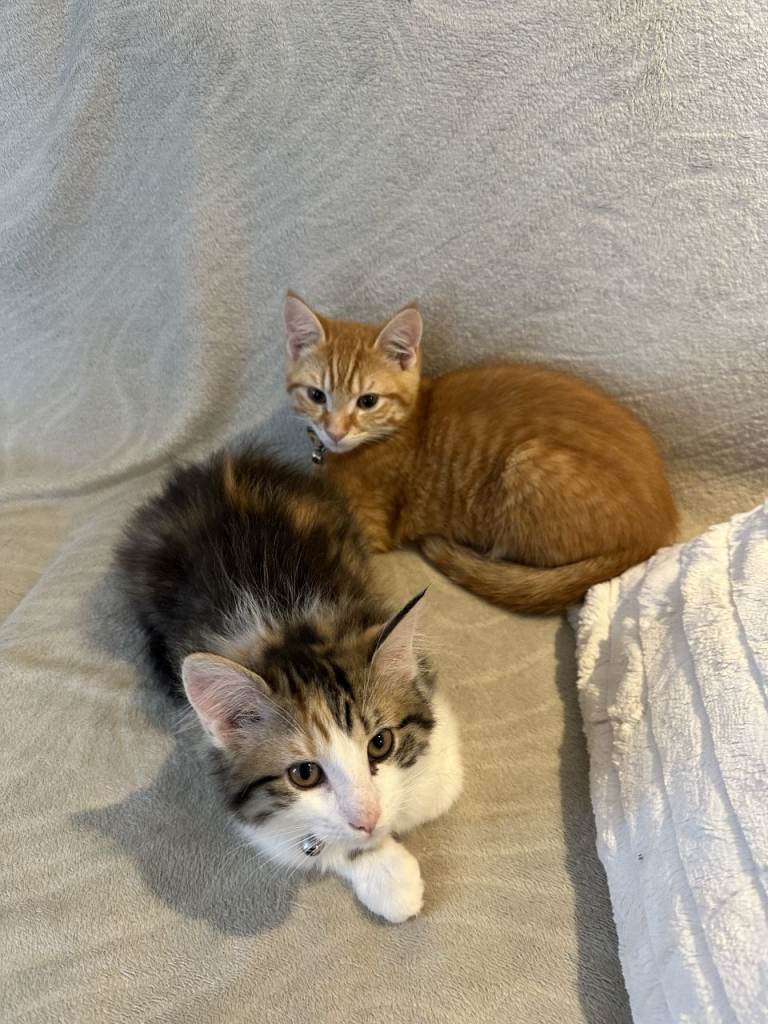 2 Cats (Siblings) looking to rehome