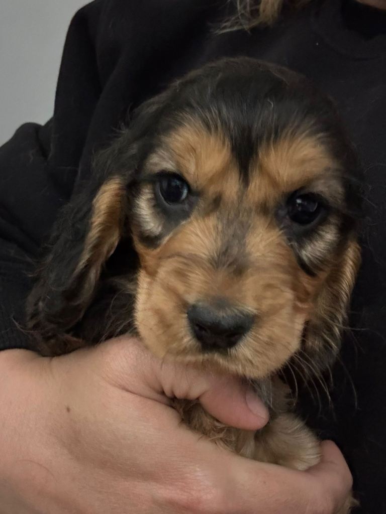 Cocker spaniel puppies READY TO LEAVE!