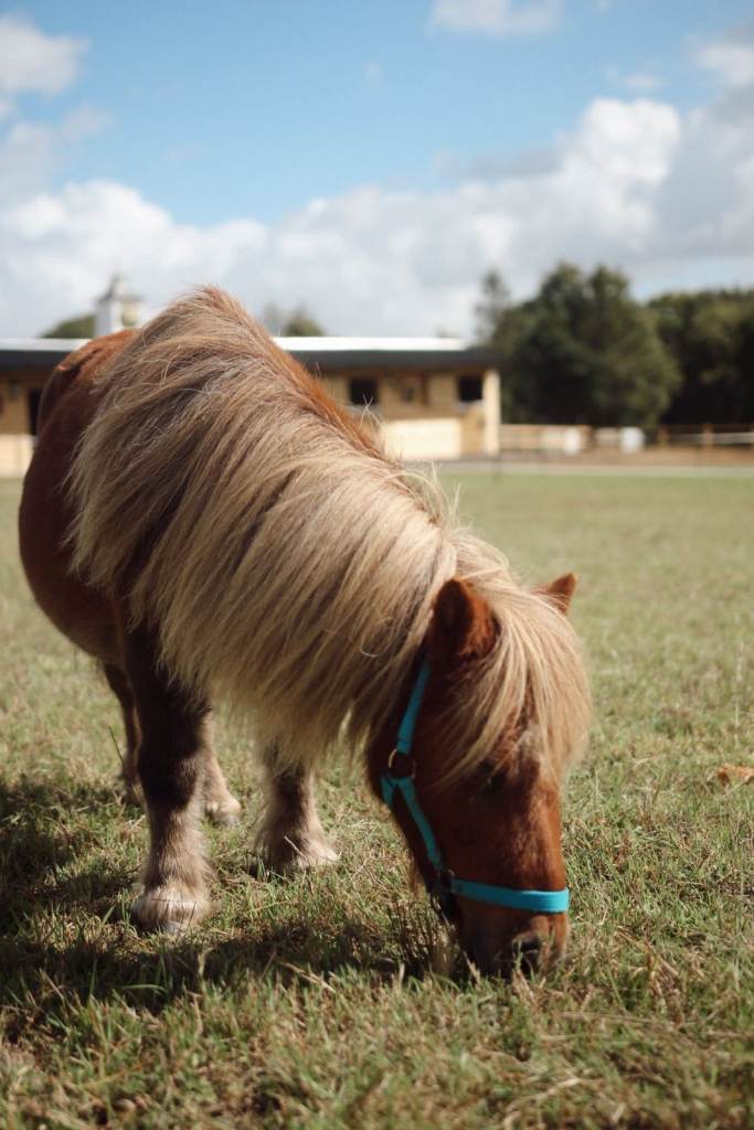 Discover Meadow View Country Park – Book Your Escape Today!