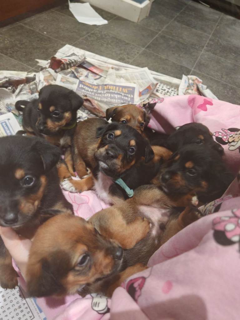 Rottweiler x lurcher 