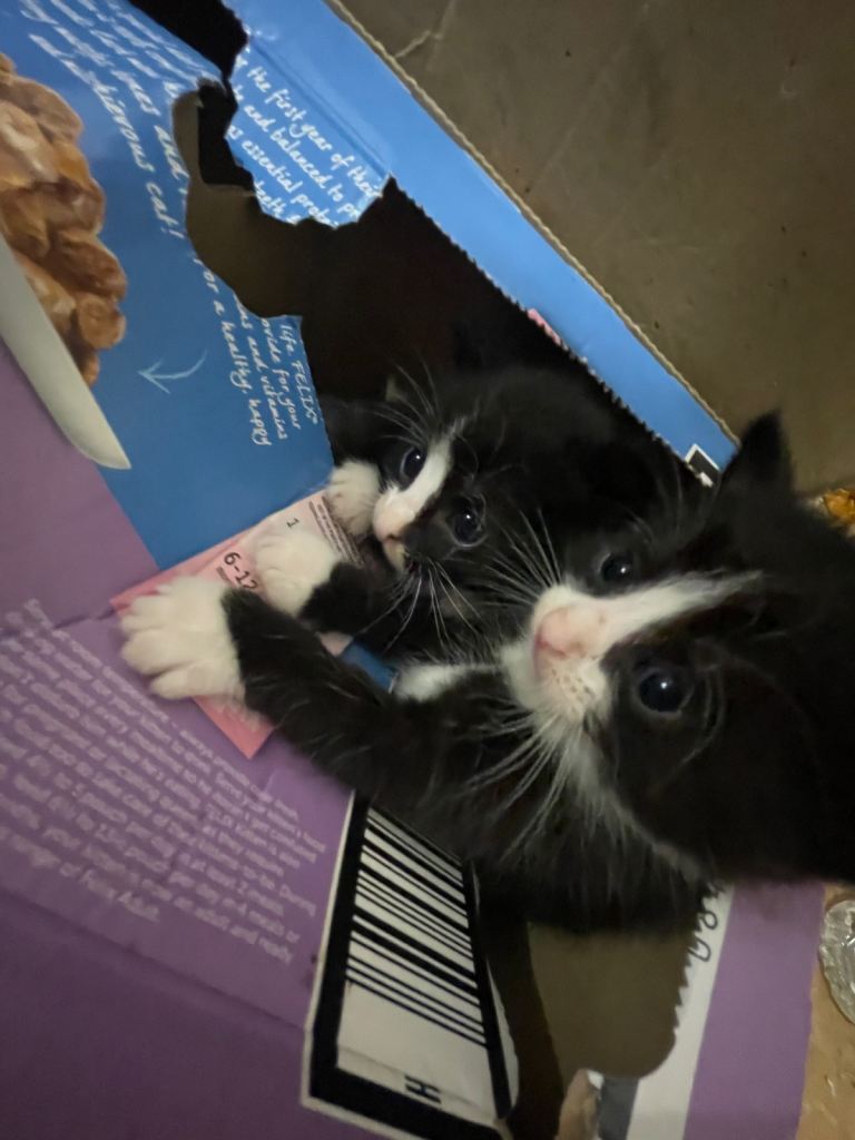 3 Beautiful Black And White Kittens And 1 Fully Black Kitten With White Bits Ready For New Homes