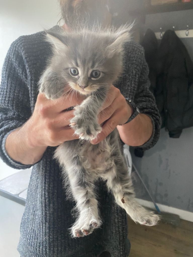 Mainecoon kittens 550