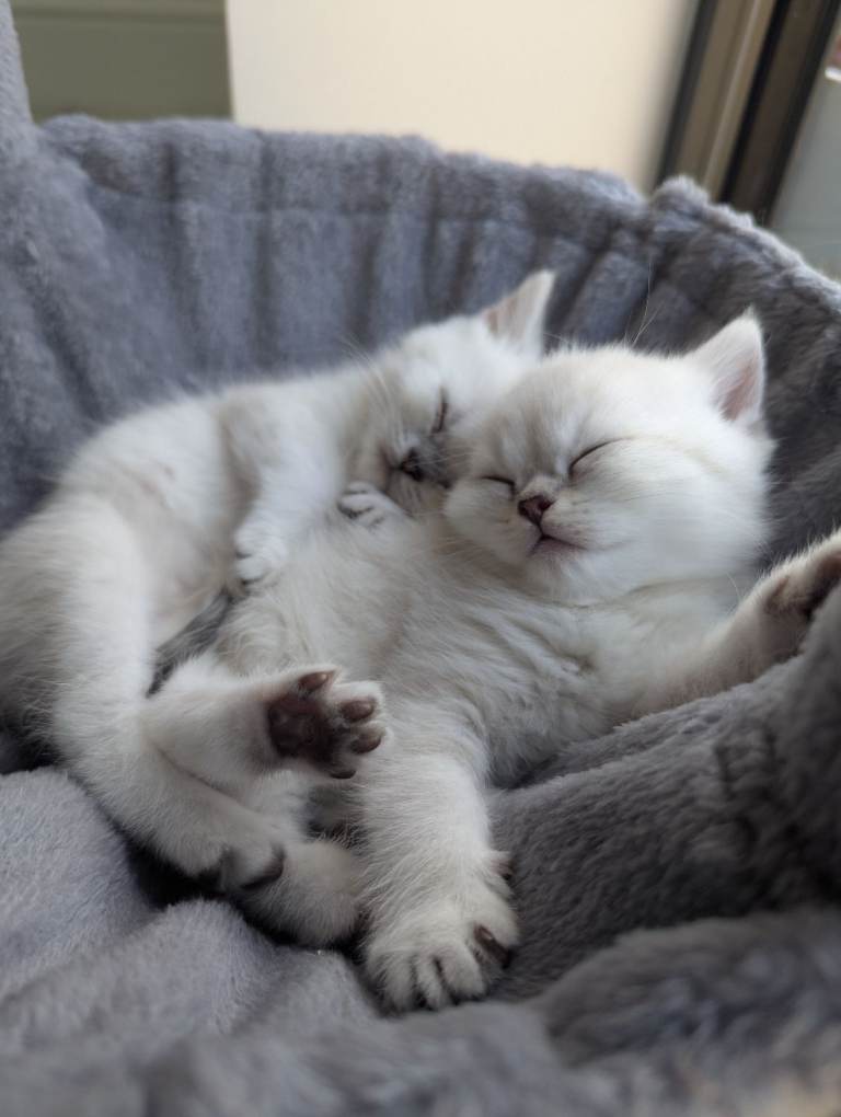 British shorthair kittens 