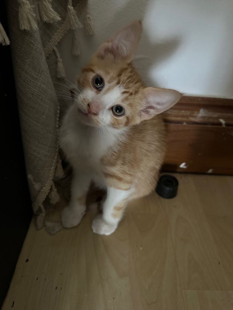 Adorable Kittens Looking for Their Forever Homes 🐾