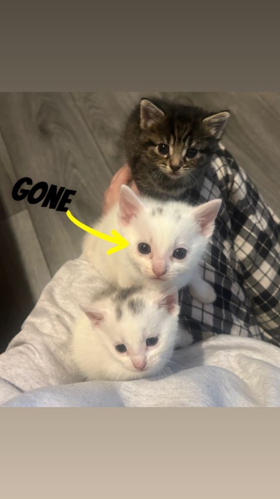 🐾 2 Beautiful White Kittens Ready for Their New Homes 🐾