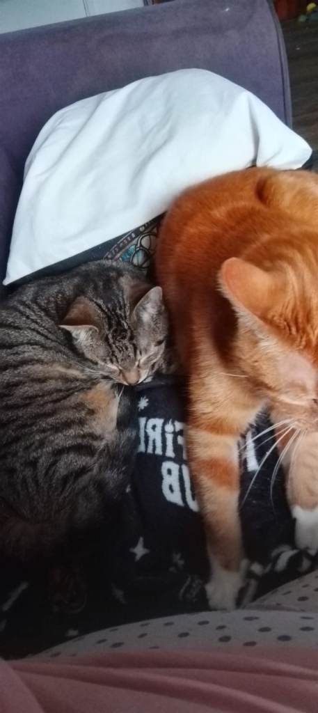 7 mth  old tabby kitten 