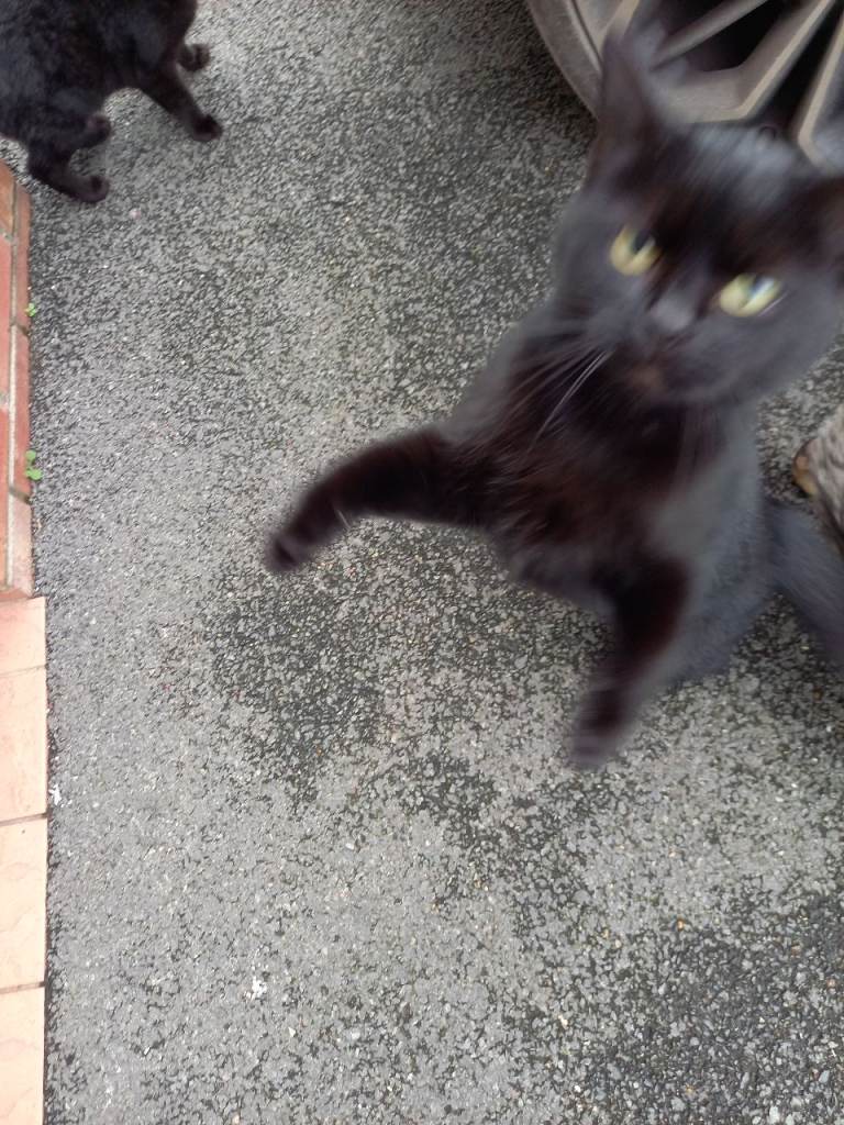 Femal kitten black 