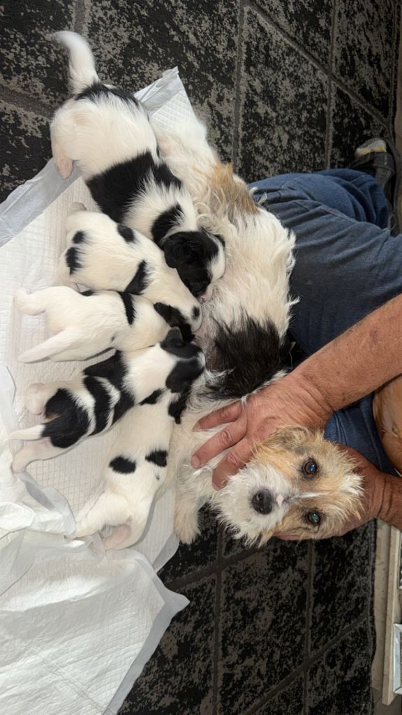 Jack Russell litter  