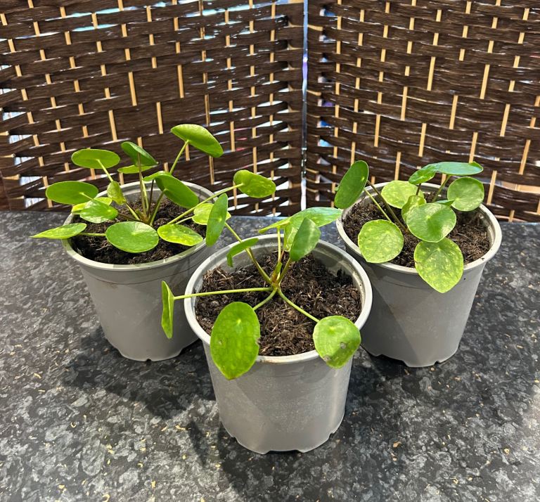 Chinese money plants (£3 each)
