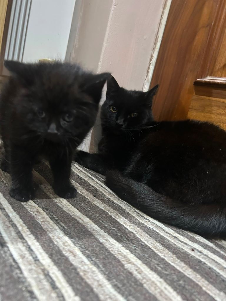 Beautiful kitten ready for a new loving home 