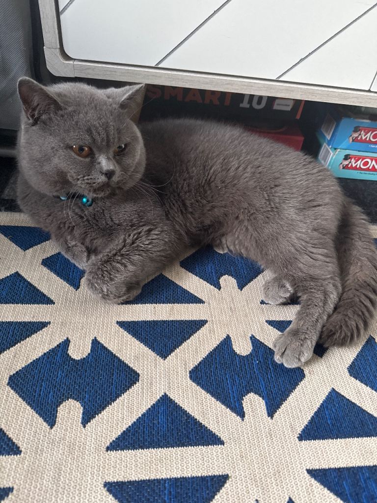 Hugo British Shorthair