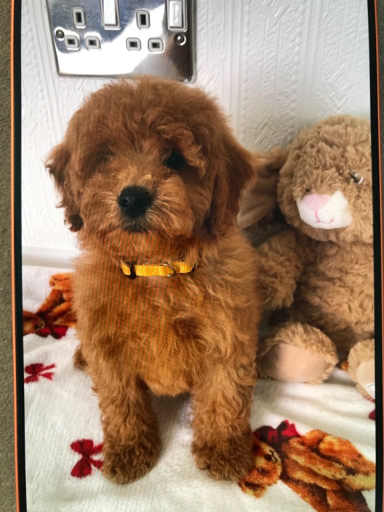 Cavapoochon puppies 