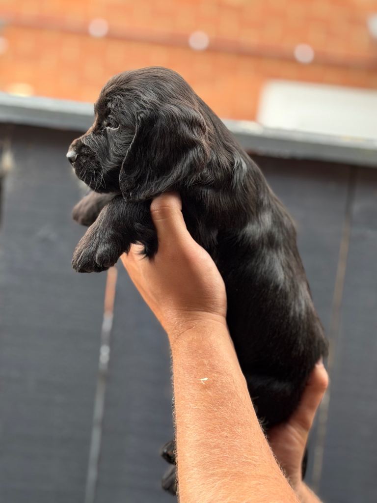 Cocker spaniel pups 