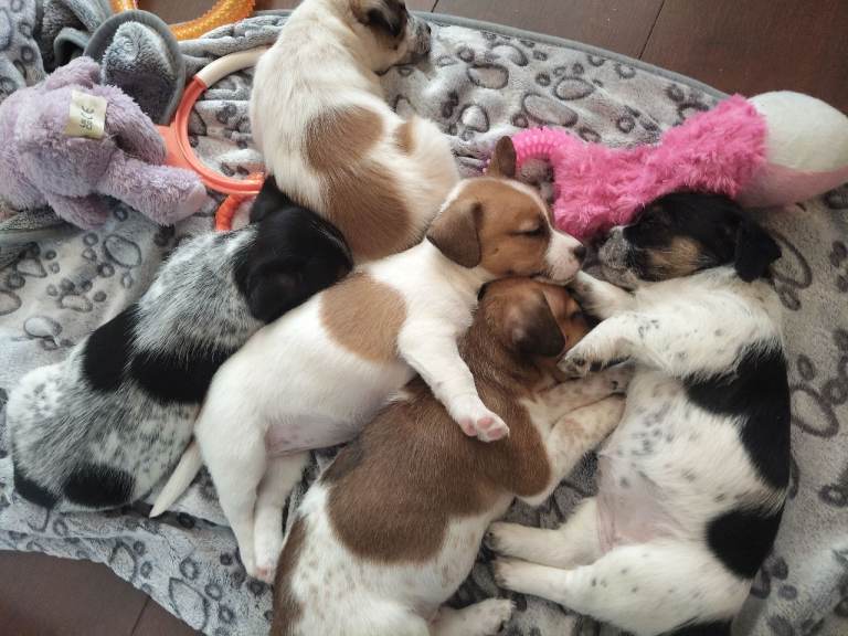 Lovely jack russell puppies 