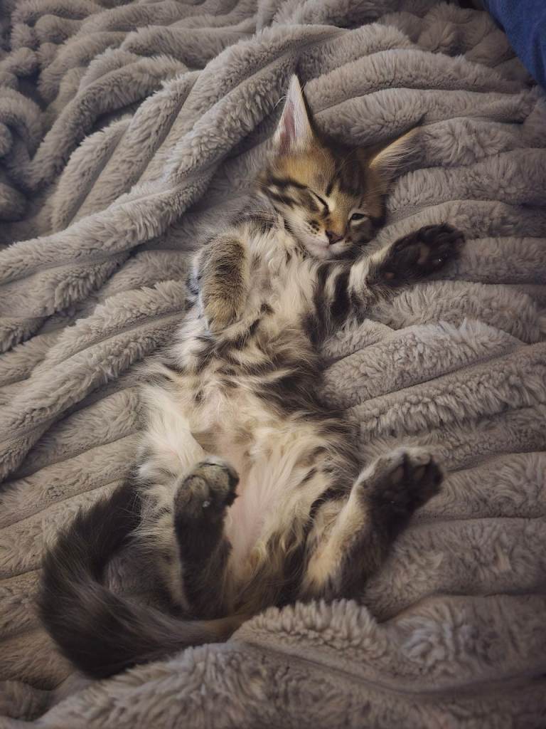 All kittens reserved😻