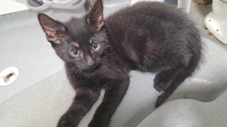 1 beautiful kittens for sale