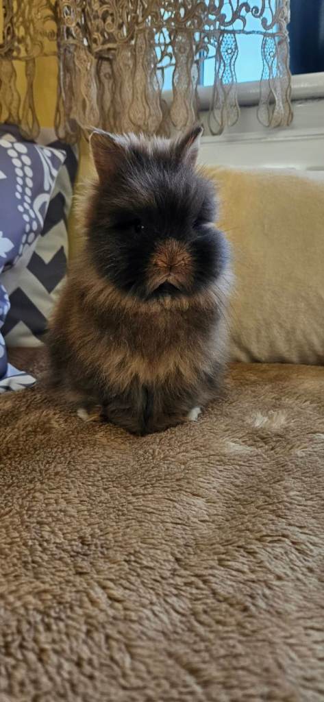 Adorable Double-Maned Lionhead Rabbit 🐇