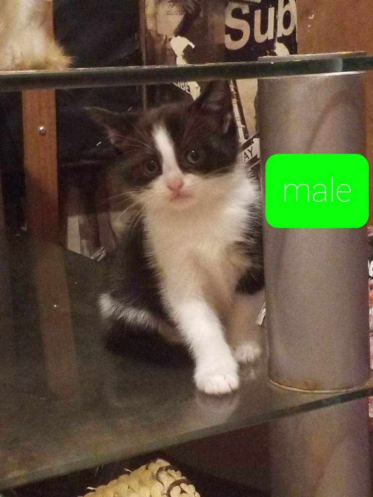 Beautiful rag doll kittens 