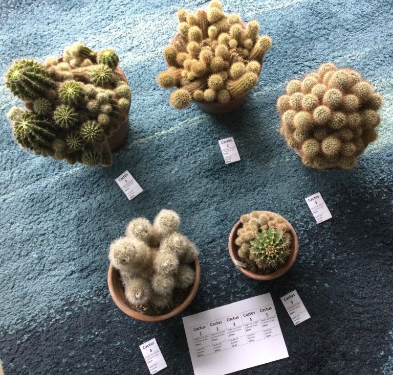 5 Large Cactus Plants in Terracotta Pots, Conservatories, House Plants, Greenhouses, Mature plants