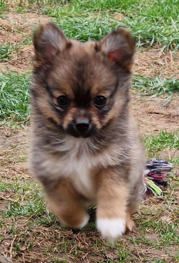 4 beautiful pomchi puppies looking for their forever families, 8 weeks old and ready for adventure's