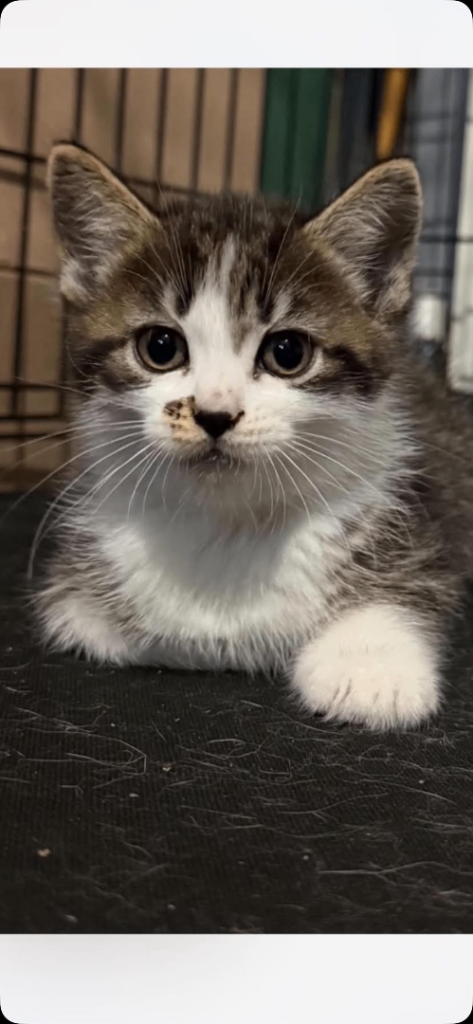 Male kitten