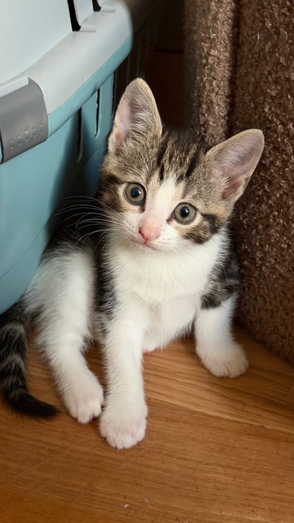 Adorable Kittens Looking for Their Forever Homes!