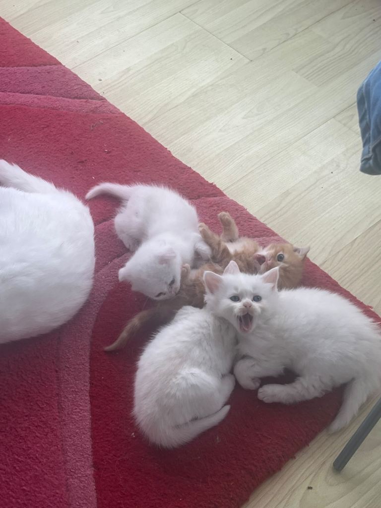 Persian x sh kittens available 